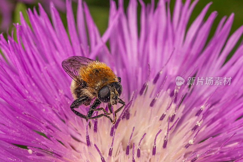 那西塞斯蝇，光耳，纳西塞斯，Syrphe，梅洛蒂尼，errista, Syrphidae。